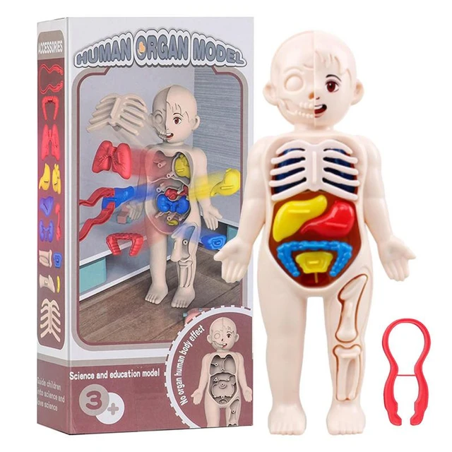 Modelo de cuerpo de Torso humano, anatomía, órganos internos médicos anatómicos  para la enseñanza, Kits de Ciencia de ensamblaje DIY, juguetes, 14 piezas -  AliExpress