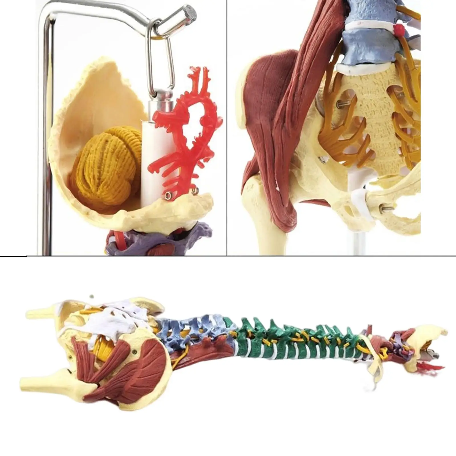 85センチメートル柔軟な脊椎モデル人体オルガンモデル脊髄教育モデル脊柱モデル観察教室 AliExpress