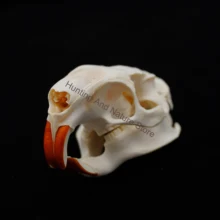  Real Animal Taxidermy Skull DIY Crafts Collection Family Skull Decoration Special Gift Real Animal Skeleton Teaching Model 