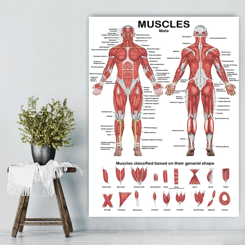 

YYDS Анатомический плакат мышечной системы Таблица анатомии мышц спереди/сзади