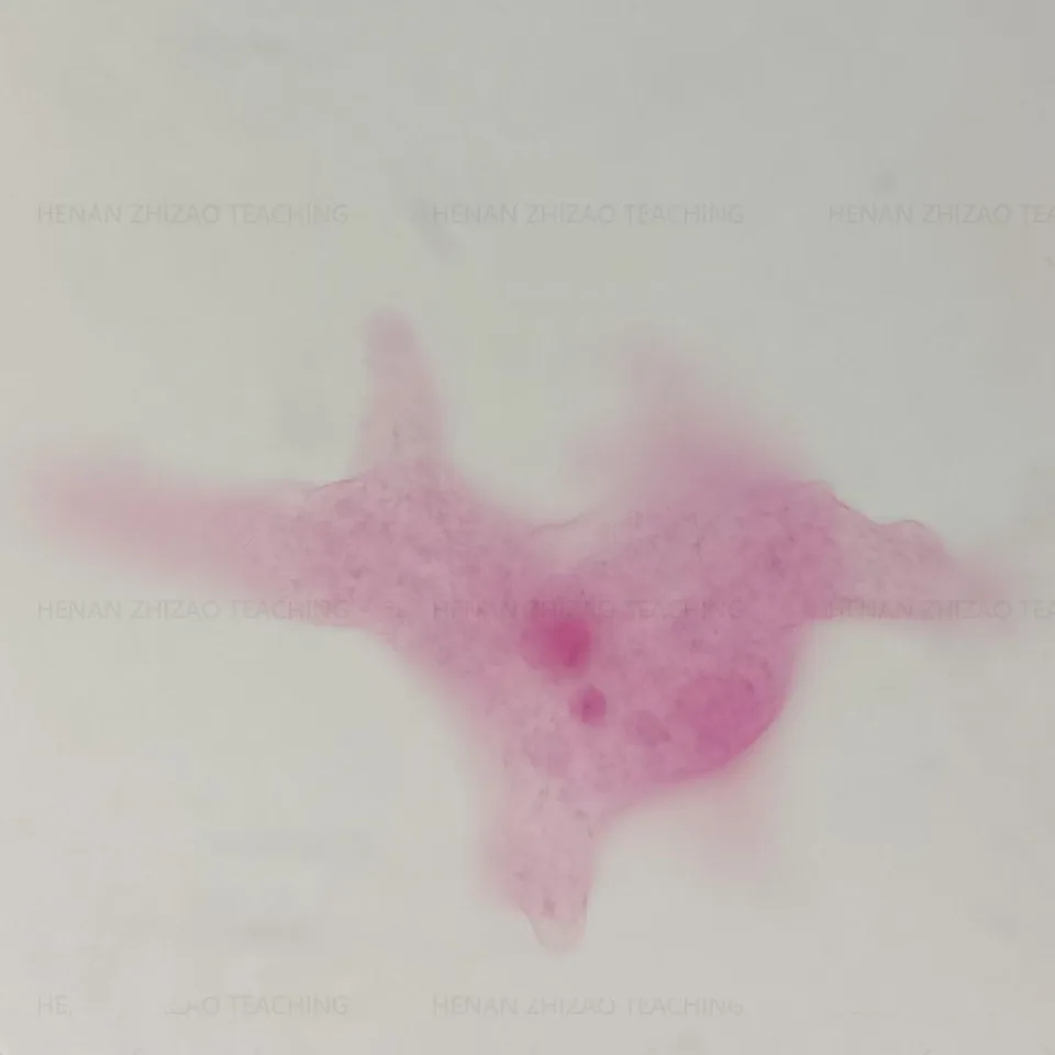 10pcs Amoeba Proteus Glass Microscope Prepared Parasitology Slides for  Educational Teaching - AliExpress, image size:960x960