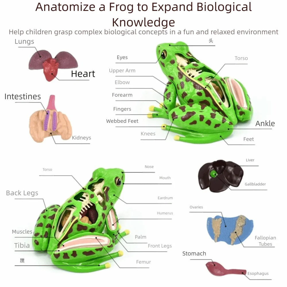Detachable Frog Anatomy Model Early Learning Frog Organs Biology Education Toy Science Tool Realistic Frog Dissection Model