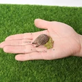 Spiny Anteater