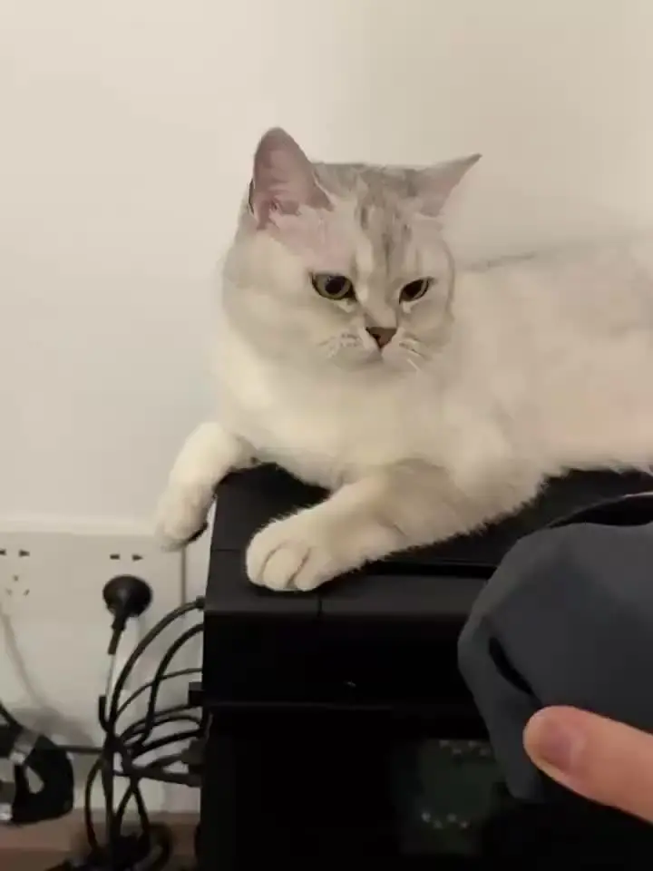 SUANGLNG JC-Q301【新品】 COJYANT】”FOCUS-ST01 Prince66””FOCUS-ST02 Queen66”羅臼