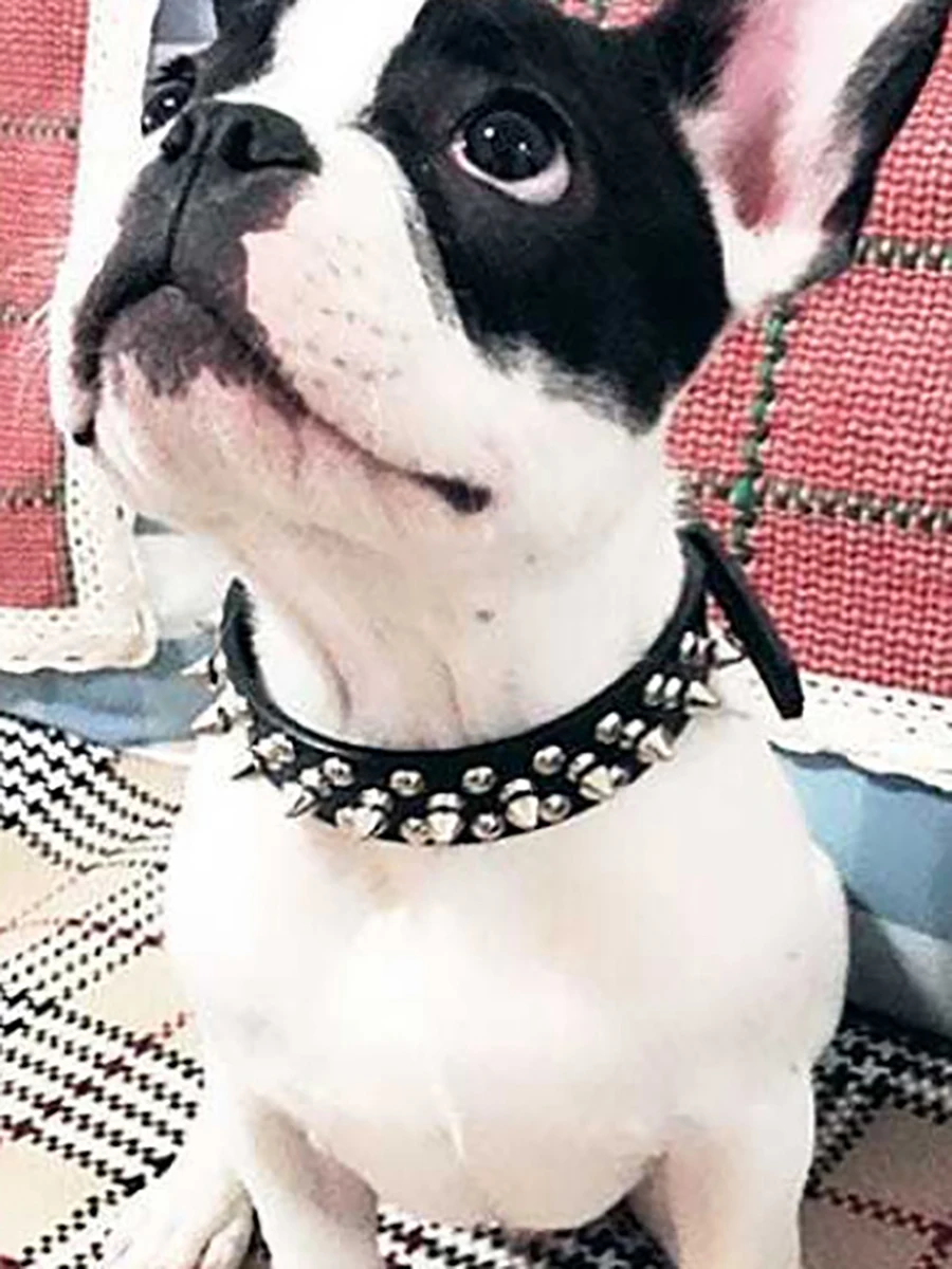 Adjustable Studded Dog Collar For Medium And Large Dogs Punk Style_voghion.com