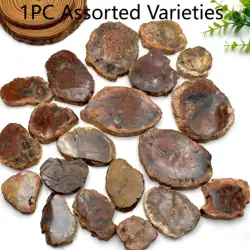 Unique Wood Fossil Ornament - Irregular Formation Home Decor and Gift for Collectors (Wood Fossil)