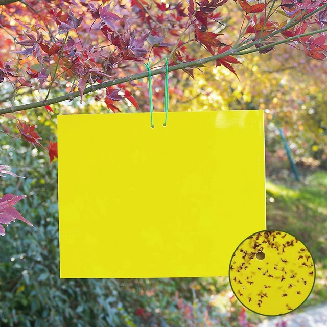 30-100Db Rovar Ragacsos Tábla Csapda Sárga Kétoldalas Ragasztó Matrica Légy Fogó Hibák Flpwer Cserepes Kerti Kártevőirtó Készletek - Image 3