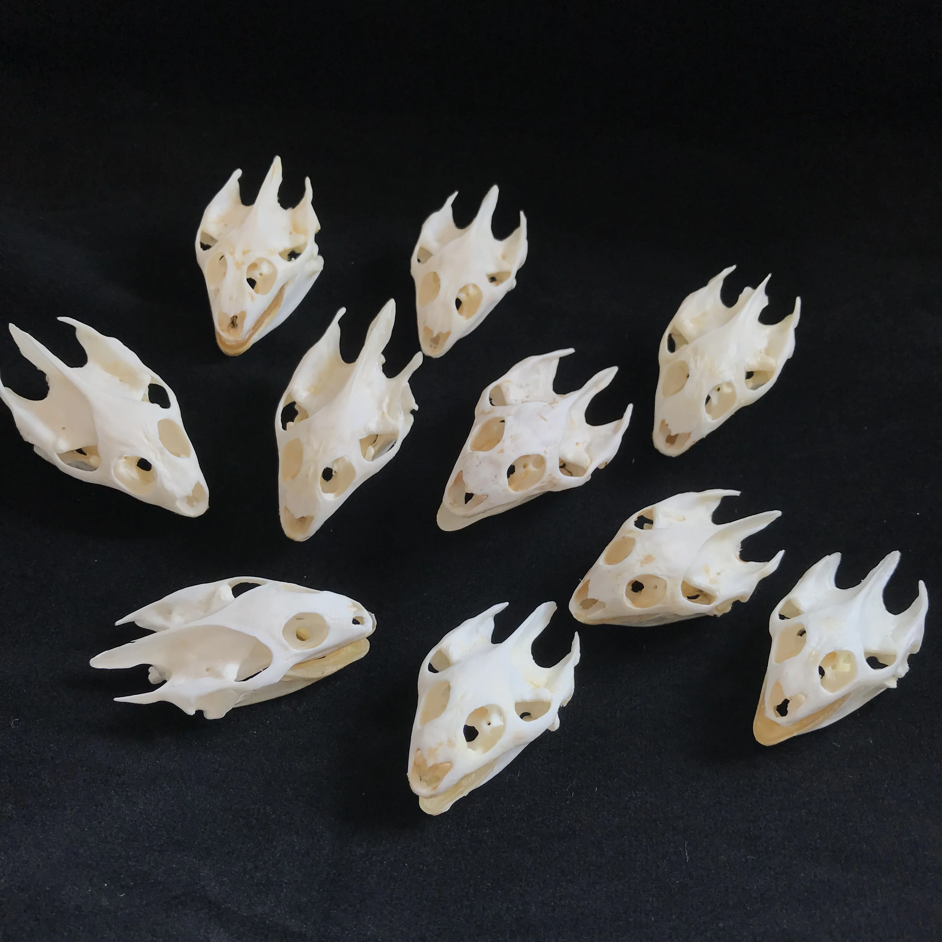 

10pcs Natural real Turtle skull head Crafts Jewlery,Educational Taxidermy,Oddity Craft Art Teaching specimen