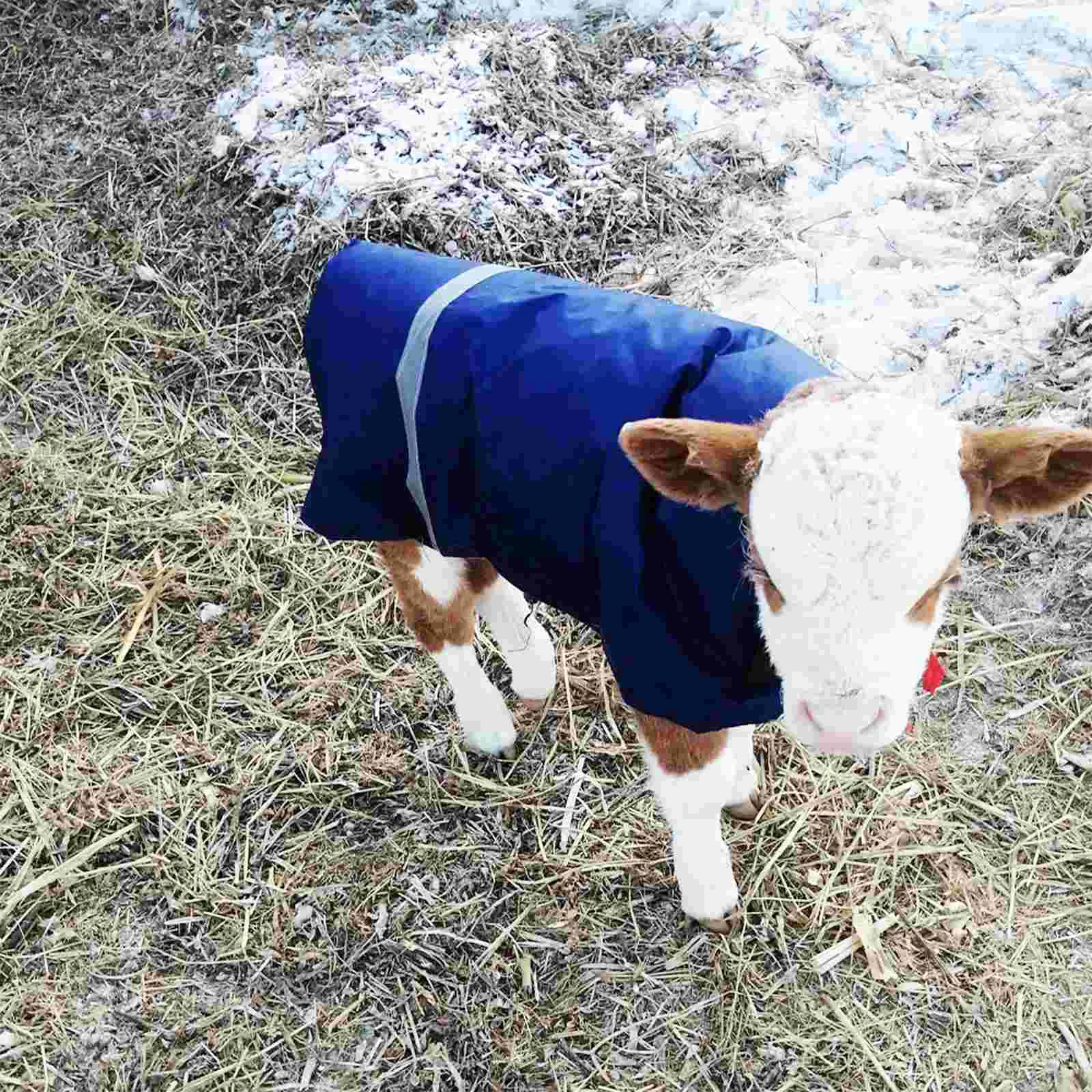 Cow Calf Warm Coat Waterproof Calf Vest Winter Apparel for Outdoor Activities and Protection from Rain and Snow 5