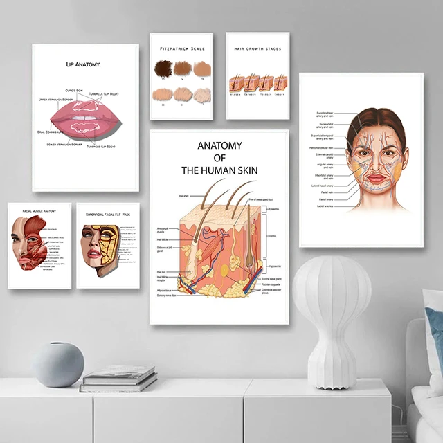 Poster Anatomie du visage