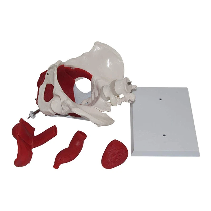 Female Pelvis Vessels Muscles Nerves Anatomy Model Medical Science Teaching Resources