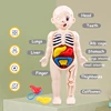 3D Montessori Puzzle Mannequin Human Anatomy Model Children's Learning Organs Toys Educational Body Learning Tools 1
