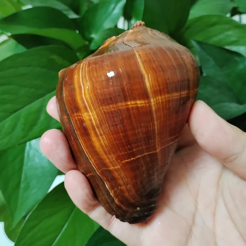 Natural Fiber Conch Sea Shells for Home Decor and Display Mediterranean  Large Brown Shell with Growth Line Fish Tank Aquarium - AliExpress