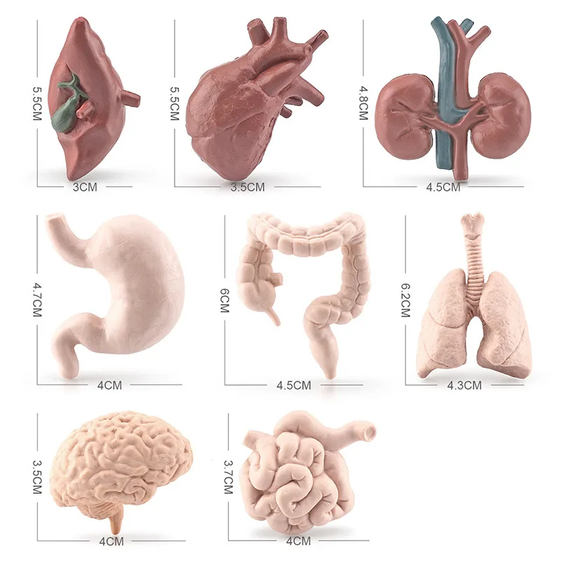 Human Torso Body Organ Miniature Anatomy Organs Model Education Montessori Toy Kiddie Boy Girl Collection Figurines 8PCS 6