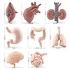 Human Torso Body Organ Miniature Anatomy Organs Model Education Montessori Toy Kiddie Boy Girl Collection Figurines 8PCS 6