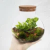 Micro Landscape Ecological Bottle Microlandscape Plants Light Bulbs Home Empty Glass Moss Planter Terrarium 3