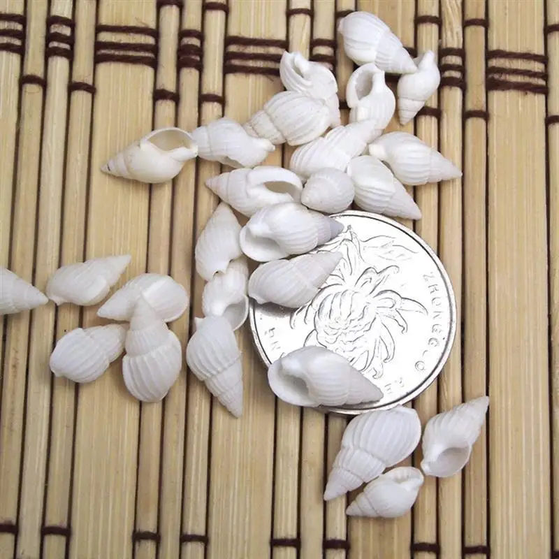 Natural Shell Ornaments 100pcs Mini Sea Shell Conches
