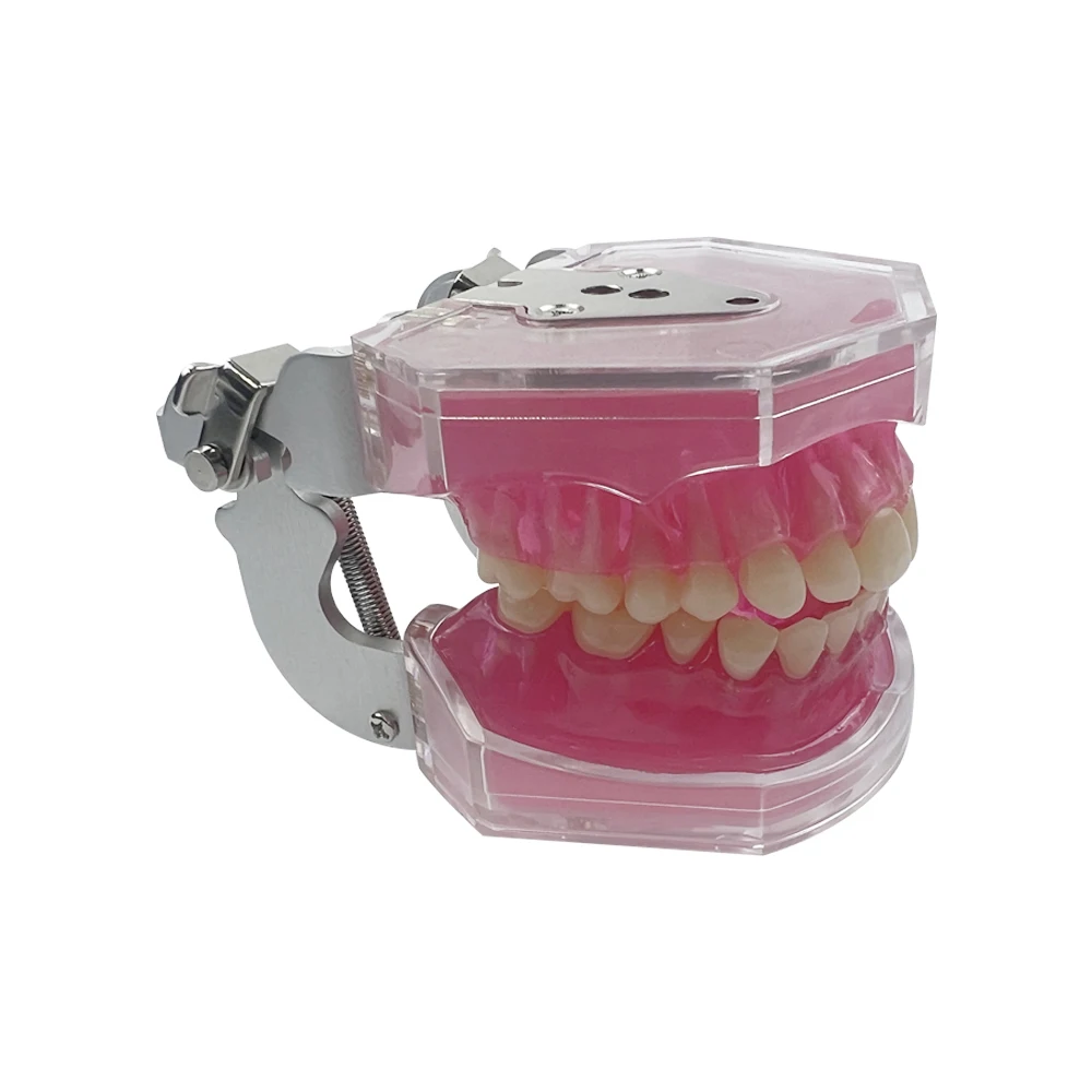 Рисунок 2 - Стандартная Стоматологическая модель со штативом