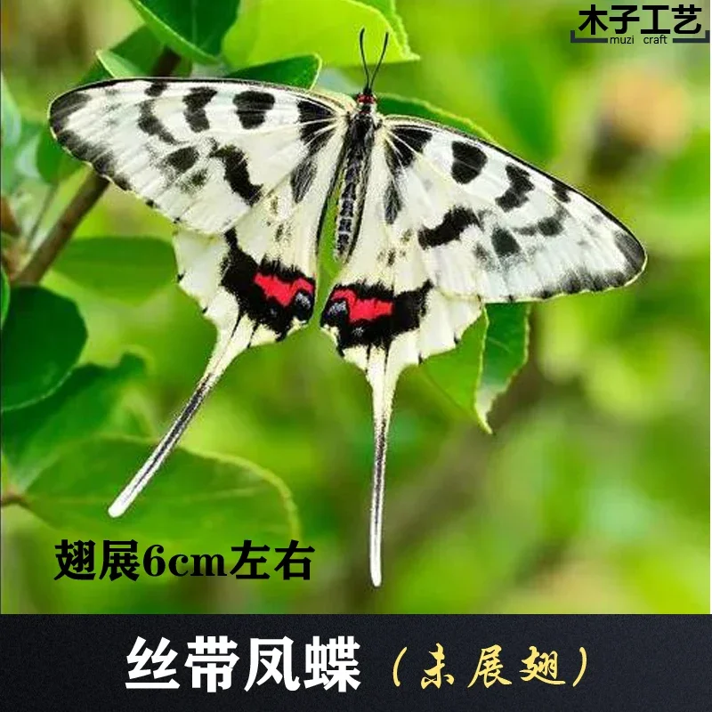 Butterfly Specimen Real Insect Teaching DIY
