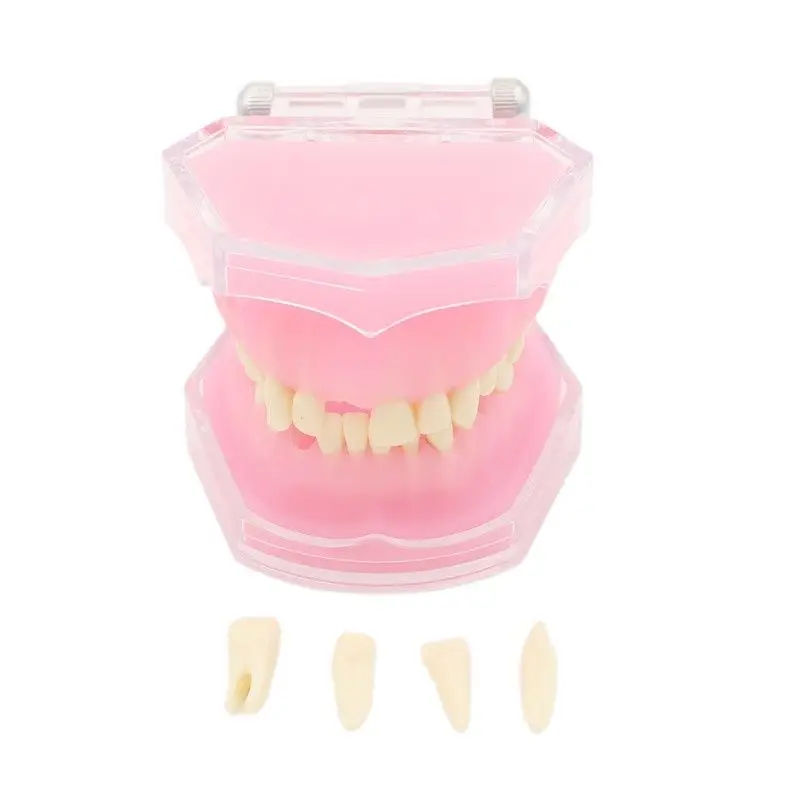

Teeth model soft gum full mouth extractable dental teaching model
