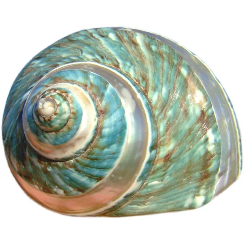 Conch Shell Starfish Striped Green Conch hermit Crab Fish Tank Landscape Home Ornament Birthday Gift natural shell ornaments resin starfish ornaments