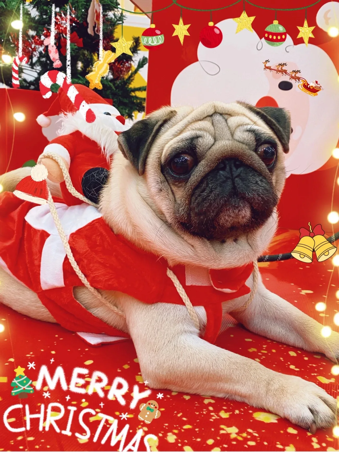 Pet Christmas clothes Santa transformation costumes, festive funny and cute outfits for parties, dog and cat party clothes Pet Christmas clothes Santa transformation costumes, festive funny and cute outfits for parties, dog and cat party clothes