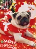 Pet Christmas clothes Santa transformation costumes, festive funny and cute outfits for parties, dog and cat party clothes