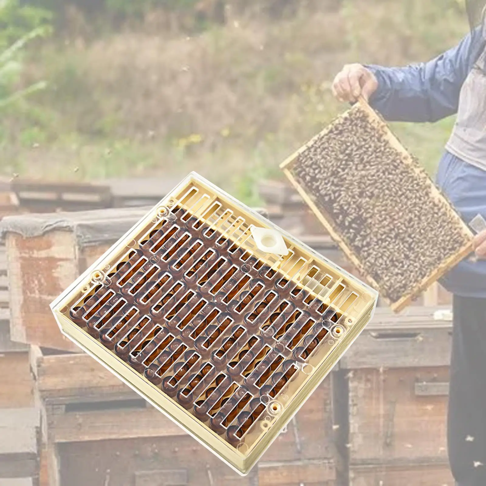 Queen Rearing Box Beekeeping Queen Bee Rearing Grafting Set for Beekeepers