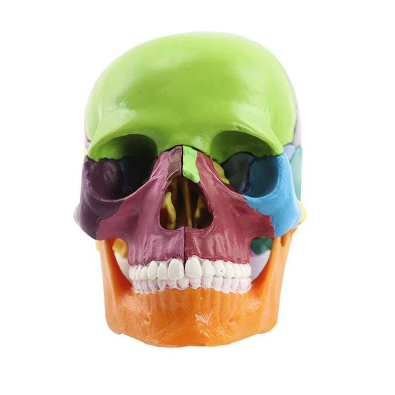 

-Skull Human Body Model 1:2 For Student Teaching Study Assembling Model Easy To Use Multicolor