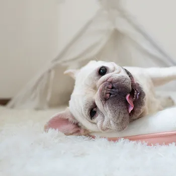 Fluffy Mat Long Plush Pet Blanket Cat Sleeping Mats Puppy Winter Warm Thin Kennel Cushion Soft Covers for Large Dogs Mattress 5