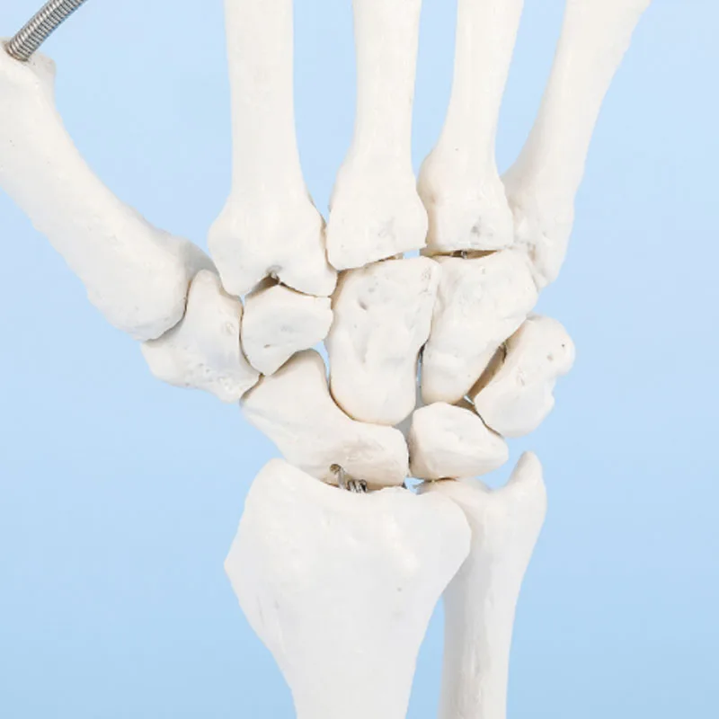 DARHMMY 1:1 Size Human Hand Joint Model Hand Skeleton Bone Wrist Vola Palms Skeleton Model Medical Science Teaching Supplies