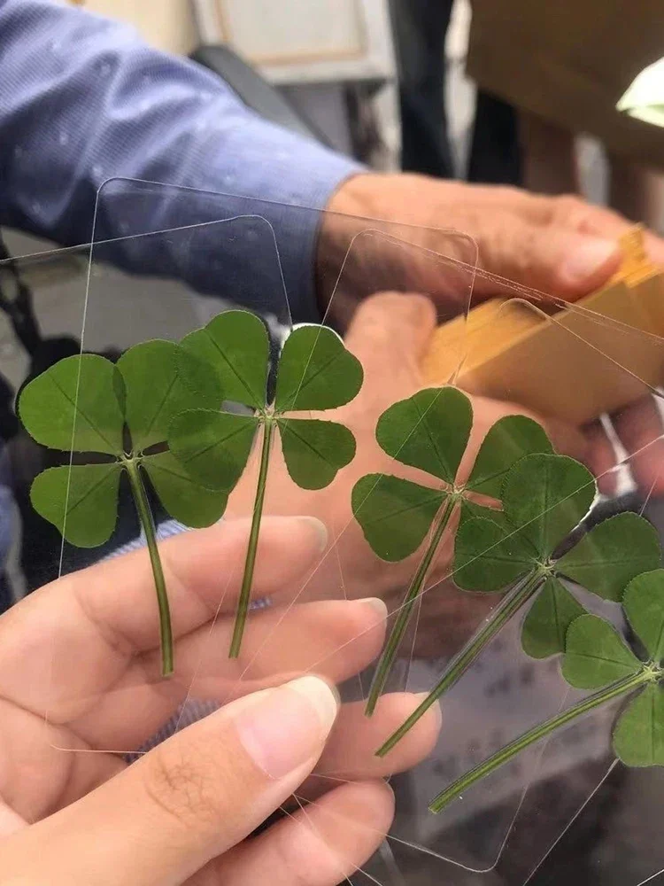 5Pcs Lucky Clover Postcards Natural Grass Transparent Wishing Cards