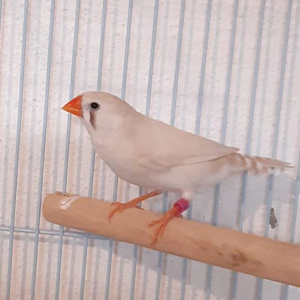 Pé De Plástico Pássaros Coloridos Acácia Canary