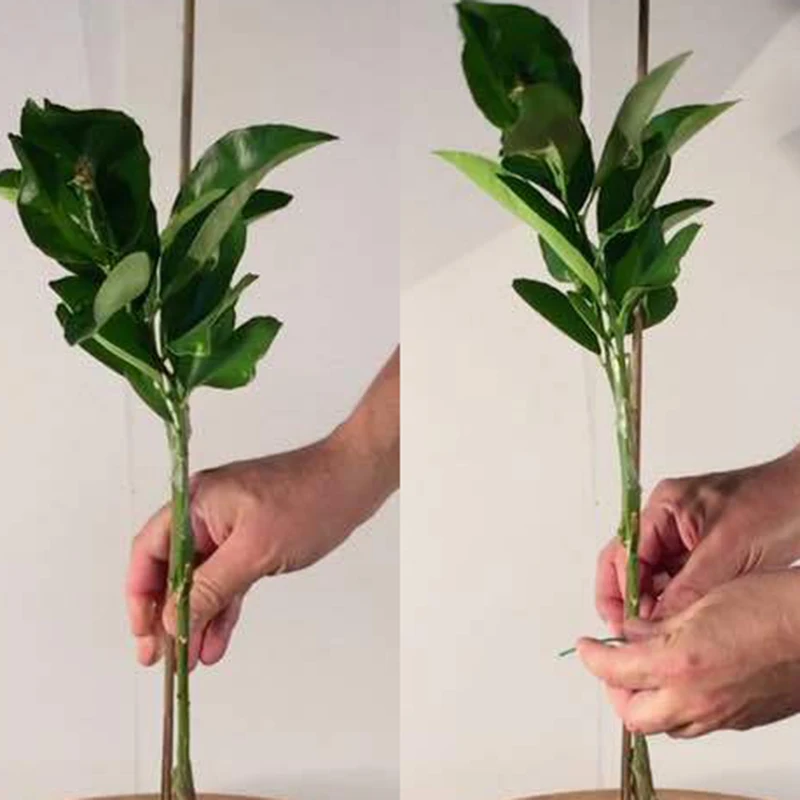 Bamboo skewer 50pcs Plant Support Garden Wooden Sticks Professional Bamboo Plants 40cm Canes Flower