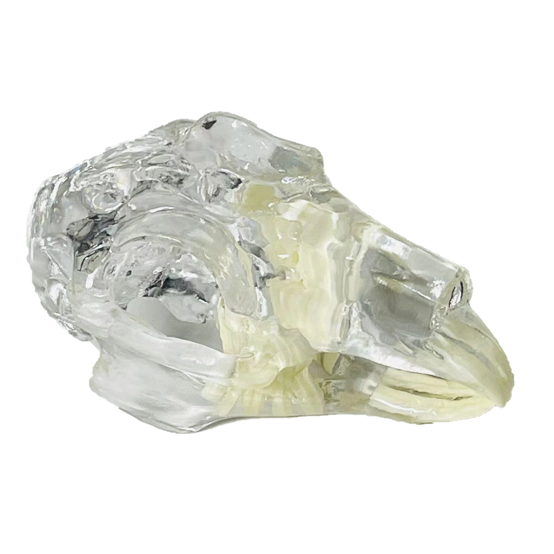 Transparent-Rabbit-Skull-Teeth-Anatomical-Model-Dental-Animals-Oral ...