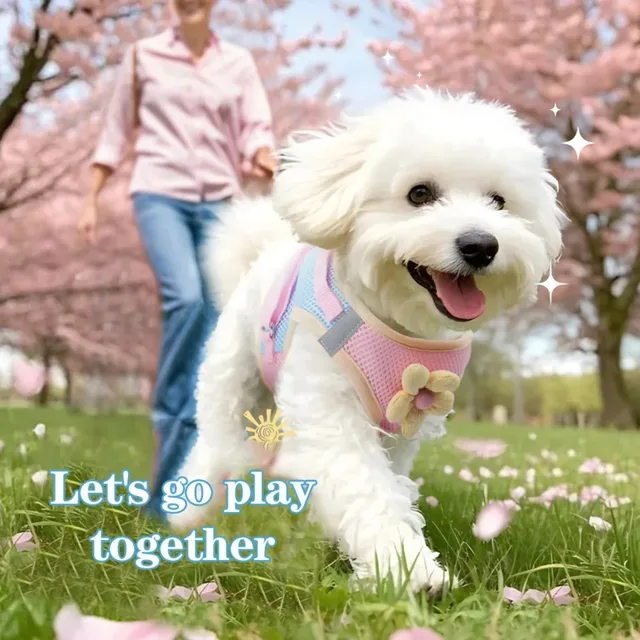 Dual-Color Splicing Cat Dog Harness Leash Set Reflective Breathable Mesh Chest Straps for Ragdoll Bichon Pet Walking Accessories 6
