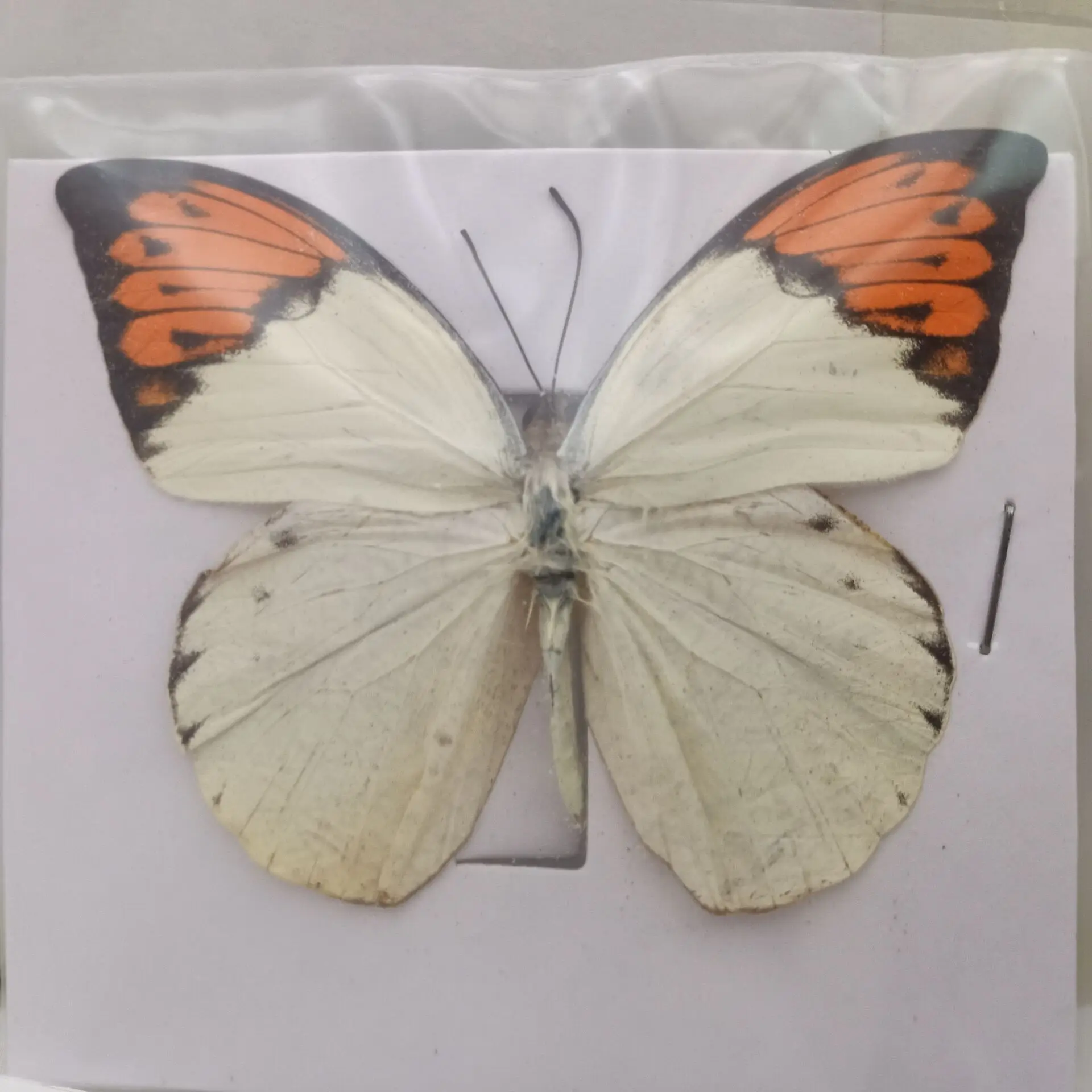16 Kinds of natural butterfly specimens not installed art materials color mixed Le Papillon home decoration DIY 