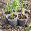 10/50pcs Transparent Nursery Pots with Drainage Hole Seed Starting Pot Flower Plant Container Gardening Planting Nutrition Cups 3