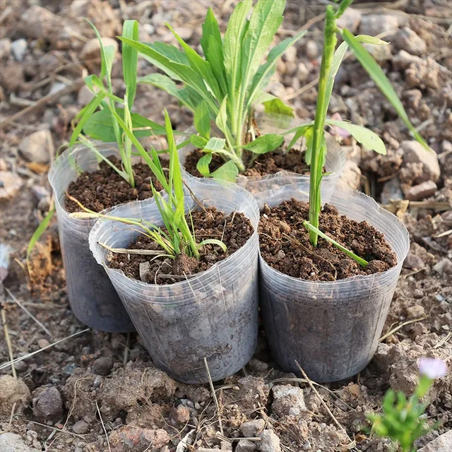 10/50pcs Transparent Nursery Pots with Drainage Hole Seed Starting Pot Flower Plant Container Gardening Planting Nutrition Cups 3