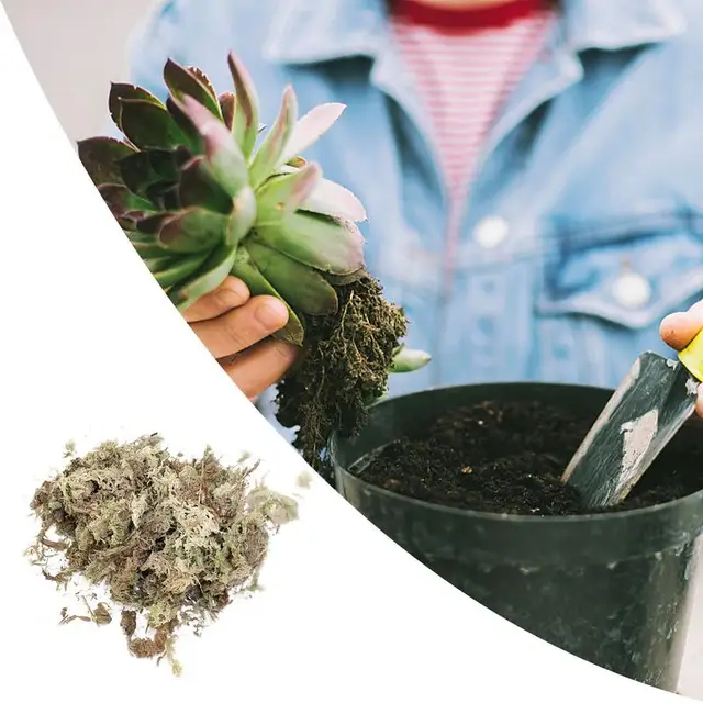 Sphagnum Moha Hidratáló Tőzeg Száraz -Tengeri Gyomnövény Szerves Műtrágya Sóvárhatatlan Tenyésztési Szubsztrát A Phalaenopsis Kerti Kellékekhez - Image 2