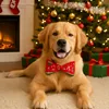 Pet Christmas Bow Tie Dog Collar with Bowknot Stylish Holiday Pet Accessory for Dogs Perfect for Christmas and Special Occasions 5