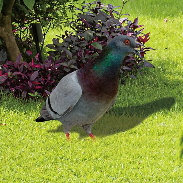 Kültéri Kerti Díszek Udvari Művészeti Dekoráció Akril Galamb Szobrok Vad Dekorációk Reális Szobrászat - Image 2