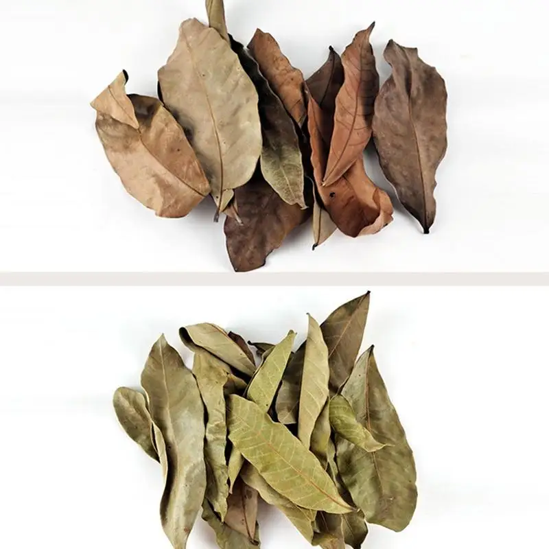 Aquarium Catappa Leaves Indians Almond Leaves Reduce PH Softened Purified Water Quality Multi-Purpose Decoration 50Pcs aquarium leaves