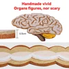 Human Body Organ Educational Learning Board Body Parts Learning Wall Chart for Kid Felt Preschool Kindergarten Teaching Supplies 5