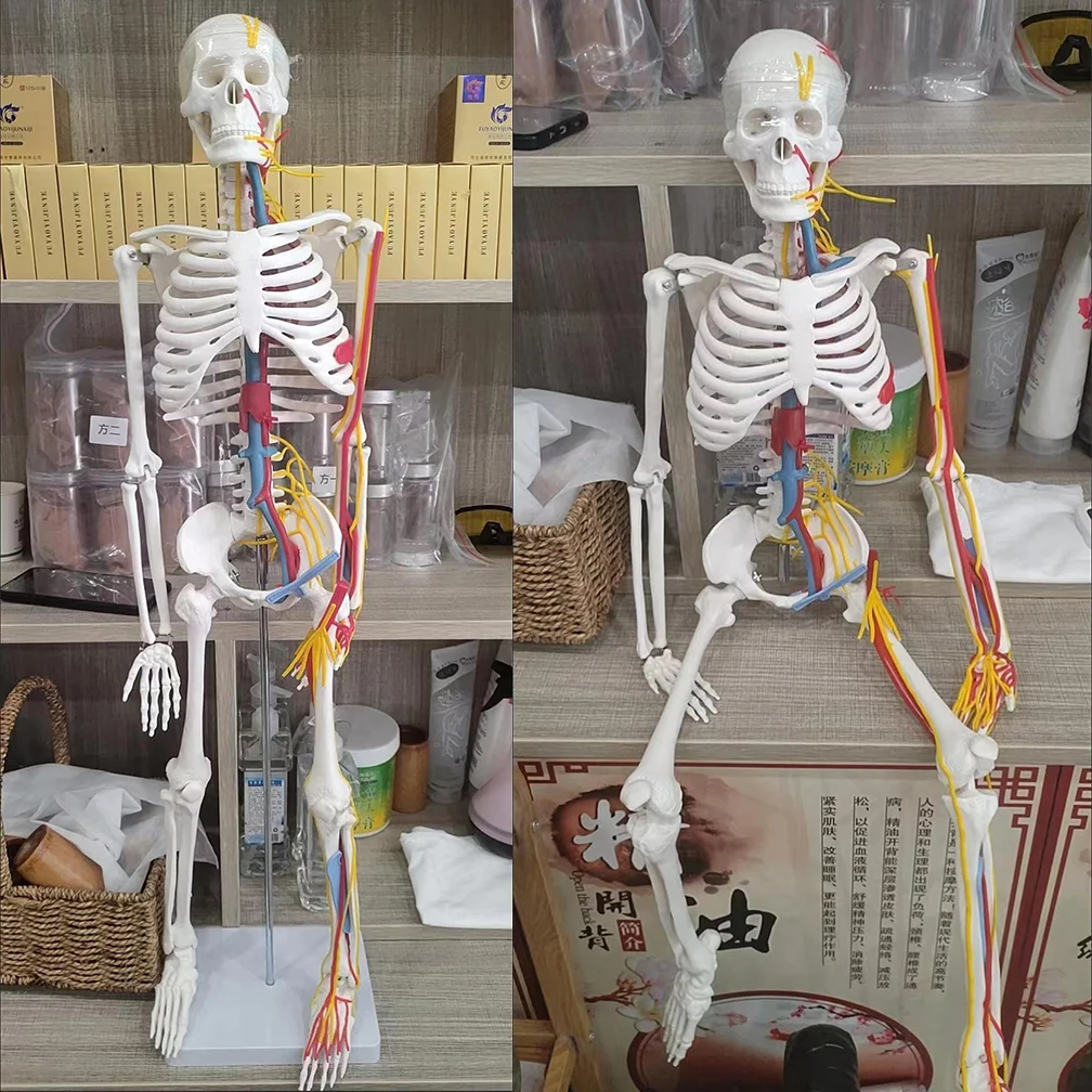 85cm Human Skeleton Model Anatomical Anatomy Adult Human Flexible Medical Anatomical Boneco Toy In Medical Science Lab Supplies
