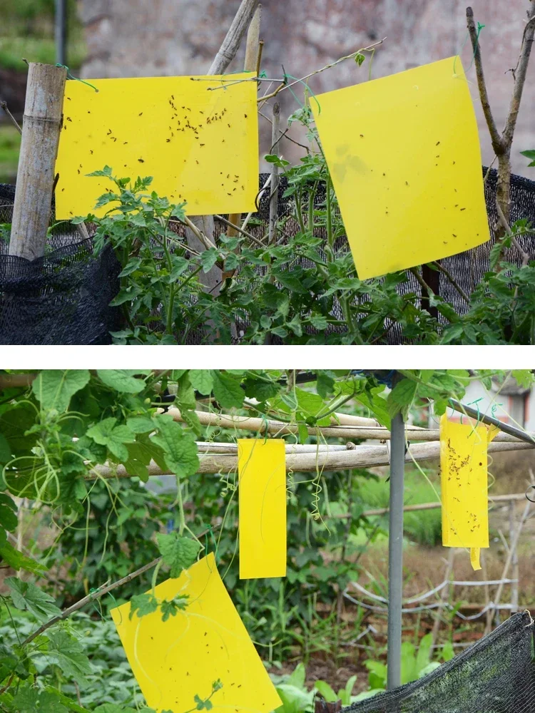 양면 PVC 곤충 잡기 보드, 스티커 보드, 곤충 트랩, 살충 진딧물, 흰파리, 소형 비행 