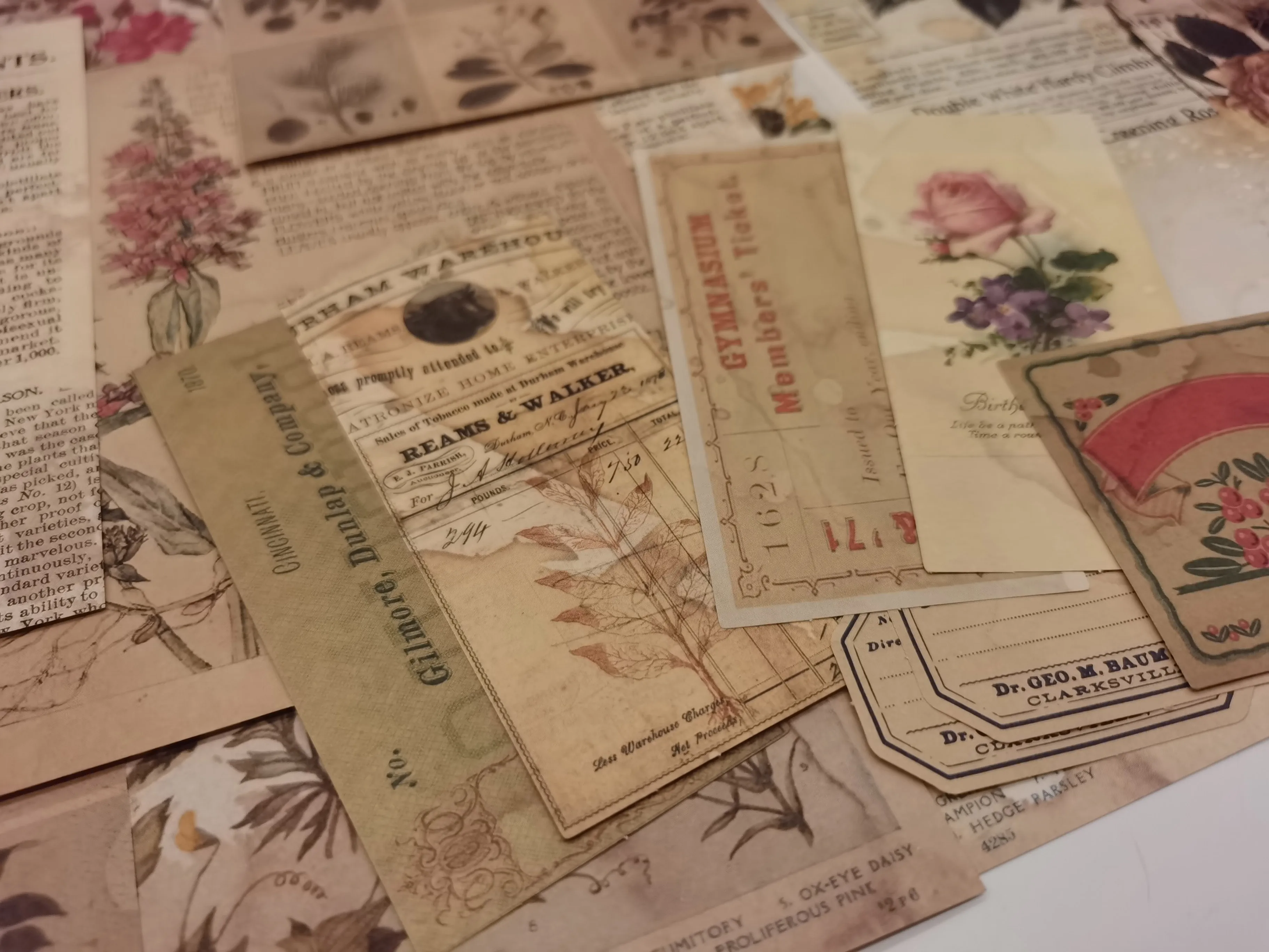 Carte Vintage de grande taille pour page de livre ancien plante