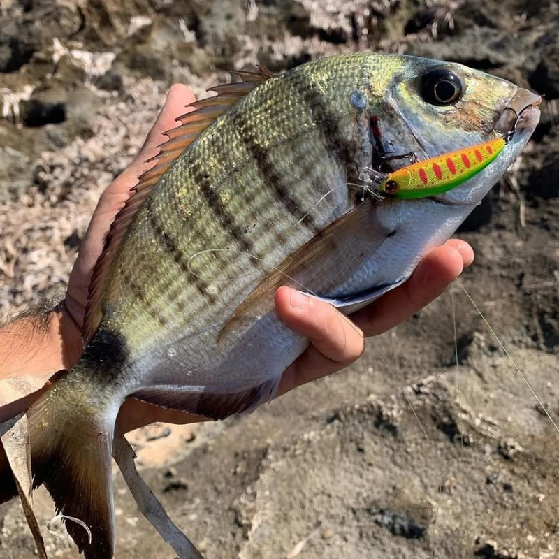 Langsam sinkender Minnow Ima Sukari 50S Jerkbait 2026 50 mm 5 g Wobbler Angelköder Künstlicher harter Köder für Karpfenforelle Bluegill Bass – Detail 6