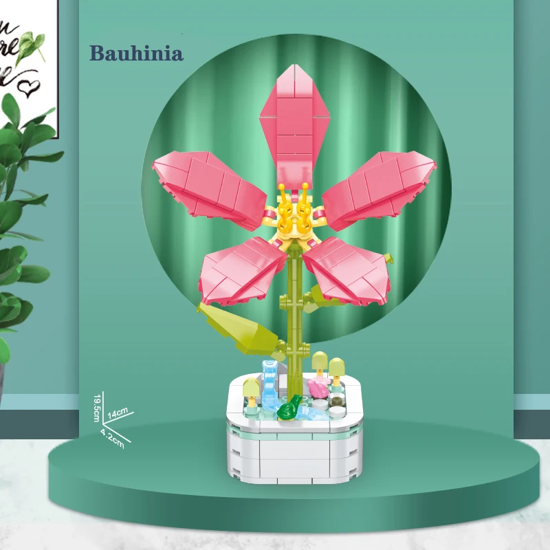 103C-Bauhinia