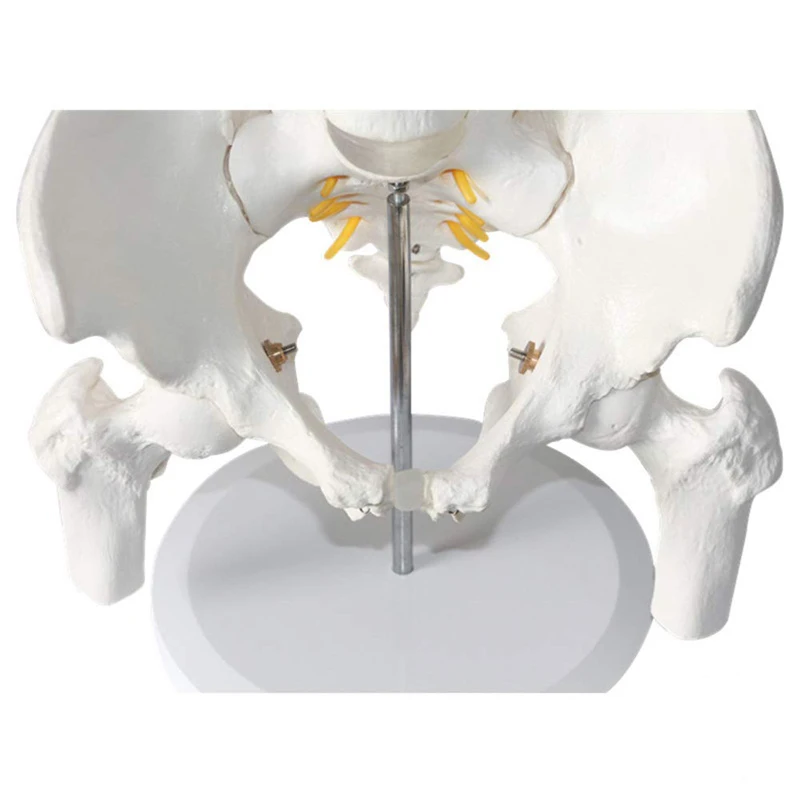 Human Five-Section Lumbar Vertebrae And Pelvic Leg Bone Anatomy Model Medical Science Teaching Resources